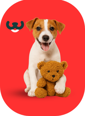 Cosas que necesita tu perro