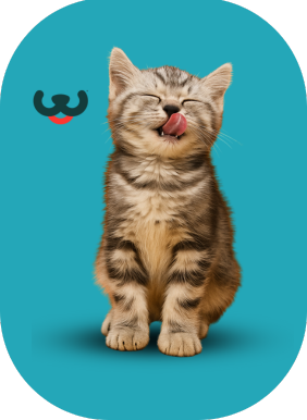 Cosas que necesita tu gato