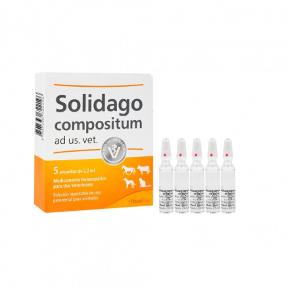 Solidago Ampollas