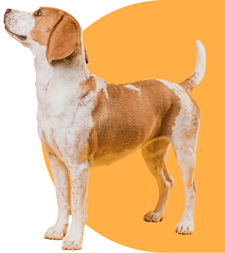 8 años de experiencia